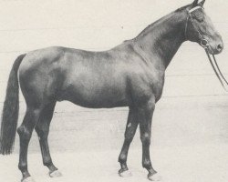 stallion Kadett (Hanoverian, 1963, from Kurier)