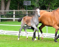 jumper Calitendra (Hanoverian, 2016, from Caligula)