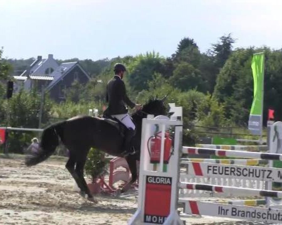 jumper Liborius 5 (Oldenburg, 2005, from Le Carolus)