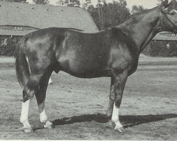 stallion Astral (Hanoverian, 1939, from Ast)