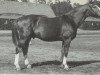 stallion Astral (Hanoverian, 1939, from Ast)