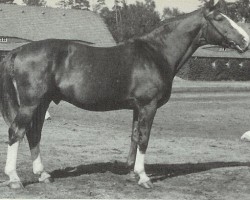 stallion Astral (Hanoverian, 1939, from Ast)