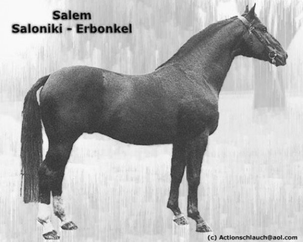 stallion Salem 4258 (Hanoverian, 1971, from Saloniki)