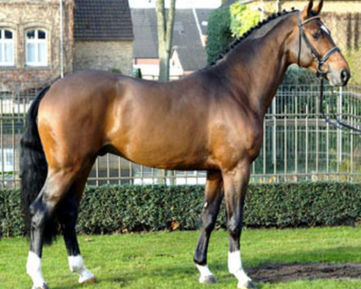 Deckhengst Filius Bedo (Westfale, 2004, von Fidermark)