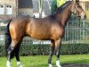 stallion Filius Bedo (Westphalian, 2004, from Fidermark)