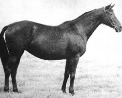 broodmare Korbetha (Trakehner, 1966, from Kapitaen)