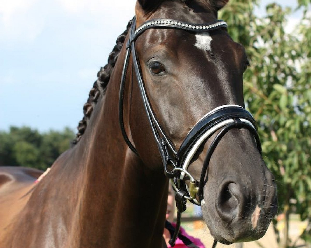 Dressurpferd Dante 93 (Westfale, 2008, von Del Cento)