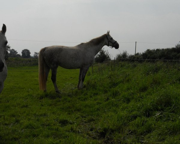 broodmare Arielle (Mecklenburg, 2002, from Adriano)