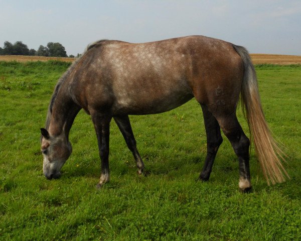 Dressurpferd Cortina (Mecklenburger, 2007, von Coolidge 2)