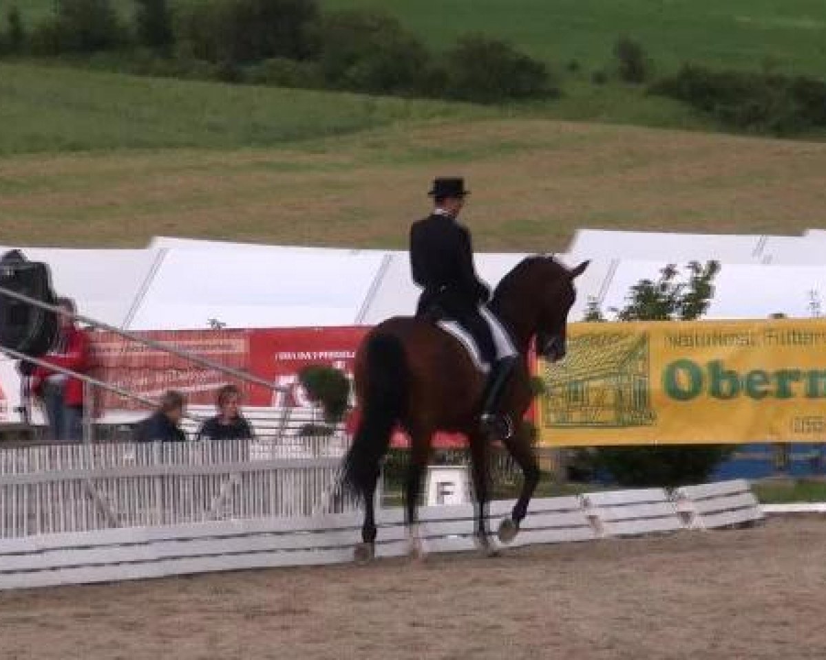 Dressurpferd Don Henry 4 (Westfale, 2001, von Dimension)