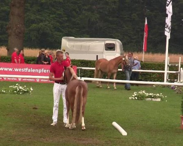 horse Stocklarn's Annabell (Welsh mountain pony (SEK.A), 2009, from Bolster Mc Cloud)