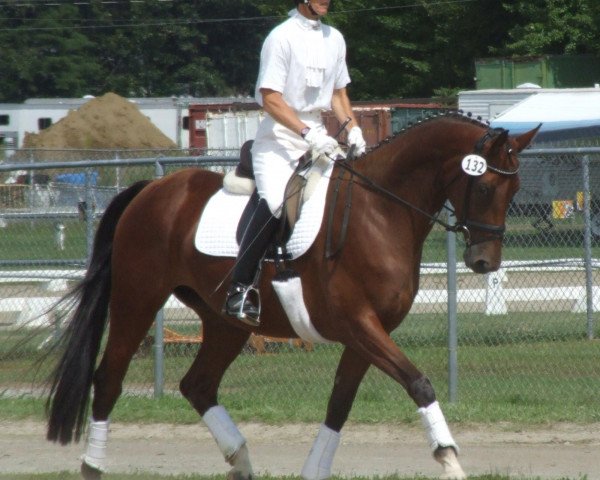 broodmare Kolibri 29 (Hanoverian, 2003, from Konsequent)