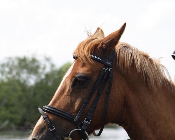 Pferd Gilbert 53 (Deutsches Reitpony, 1994, von Golden Springfield B)