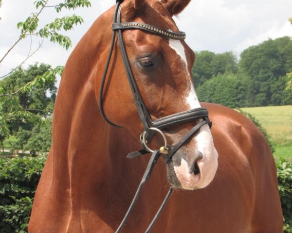 dressage horse Rubinio 65 (Hanoverian, 2008, from Rascalino)