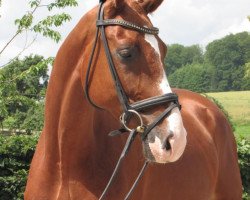 dressage horse Rubinio 65 (Hanoverian, 2008, from Rascalino)