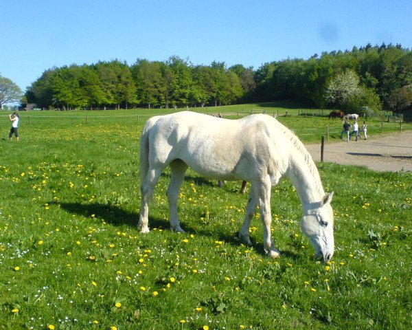 horse Wendy 545 (Oldenburg, 1994, from Werther's Erbe)