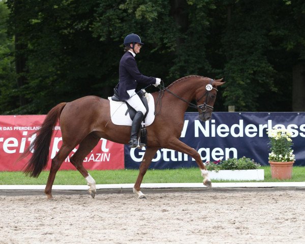 dressage horse Redgold (Hanoverian, 2008, from Royal Blend)