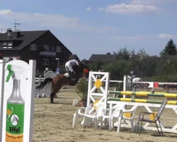 Springpferd Lewanto (Westfale, 2004, von Lupicor)