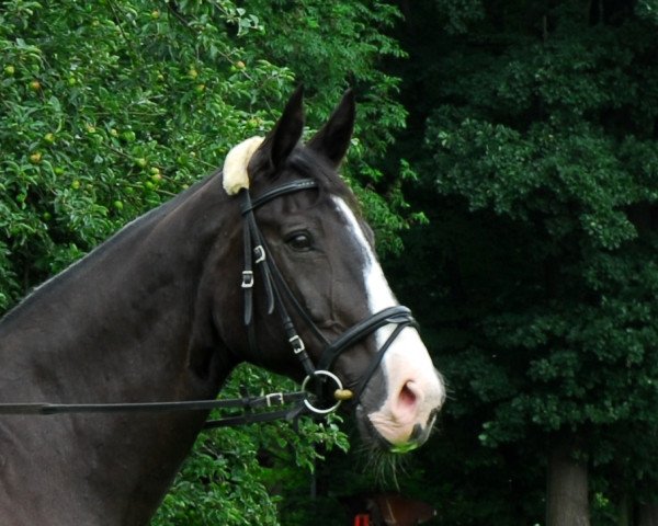 Zuchtstute Candy (Hessisches Warmblut, 1990, von Caruso)