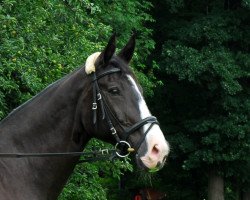 broodmare Candy (Hessian Warmblood, 1990, from Caruso)