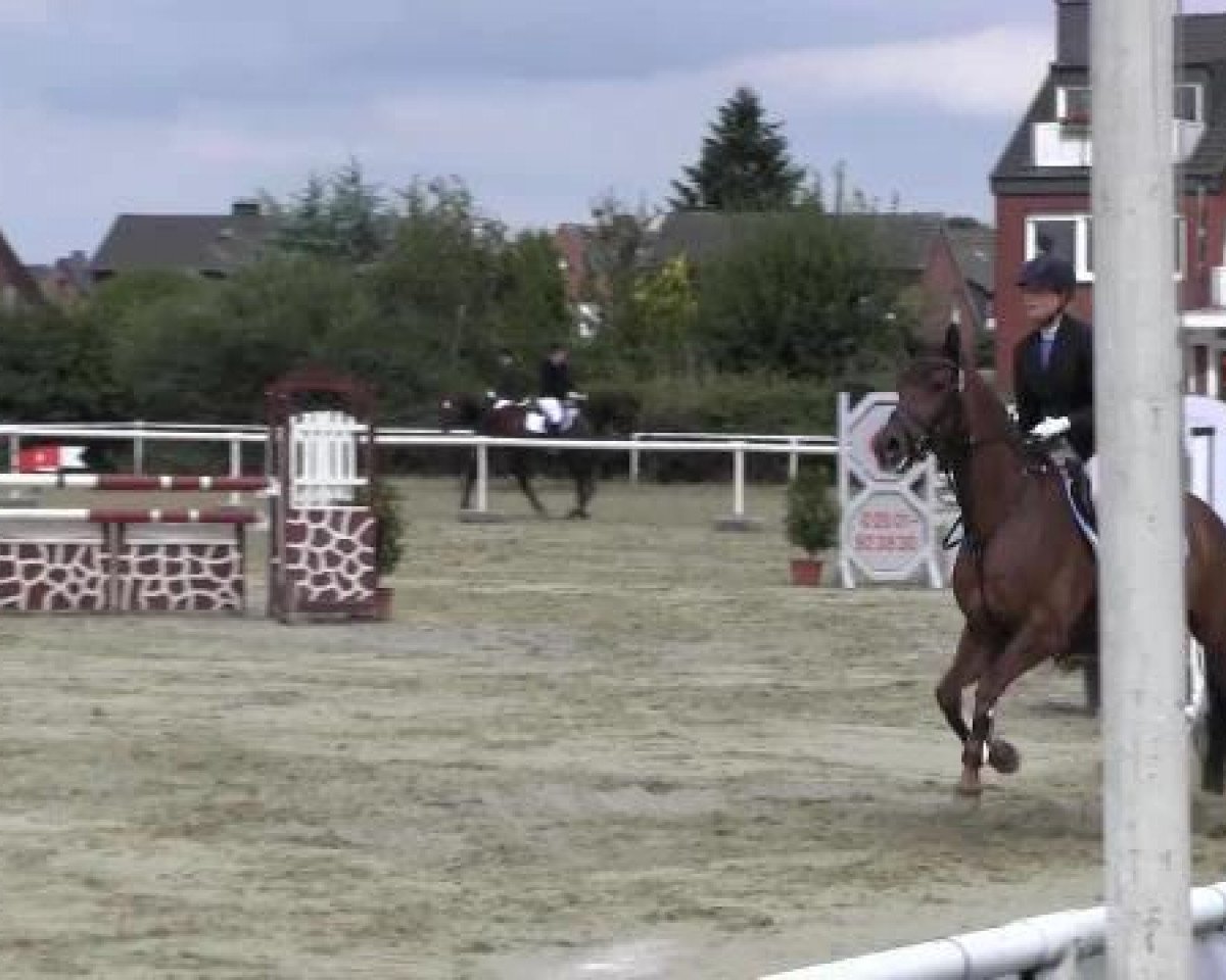 dressage horse En vogue 4 (Westphalian, 2005, from Sibirian Express)