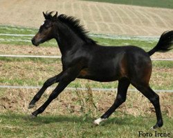 Pferd Frankenhoeh's Cadillac (Welsh Pony (Sek.B), 2009, von Frankenhoeh's Prince Royal)