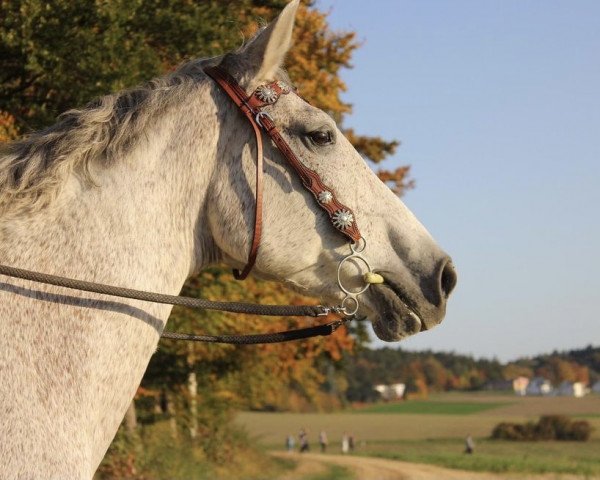 horse La Jolie (German Warmblood, 2000, from Lansing)