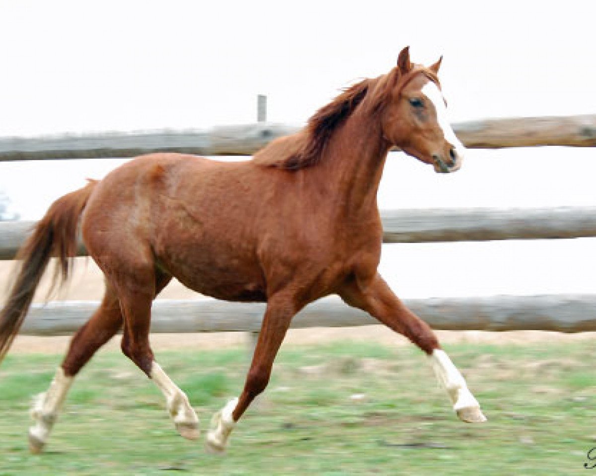 Zuchtstute Frankenhöh's Gala (Welsh Pony (Sek.B), 2009, von Frankenhoeh's Prince Royal)