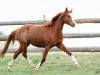 Zuchtstute Frankenhöh's Gala (Welsh Pony (Sek.B), 2009, von Frankenhoeh's Prince Royal)