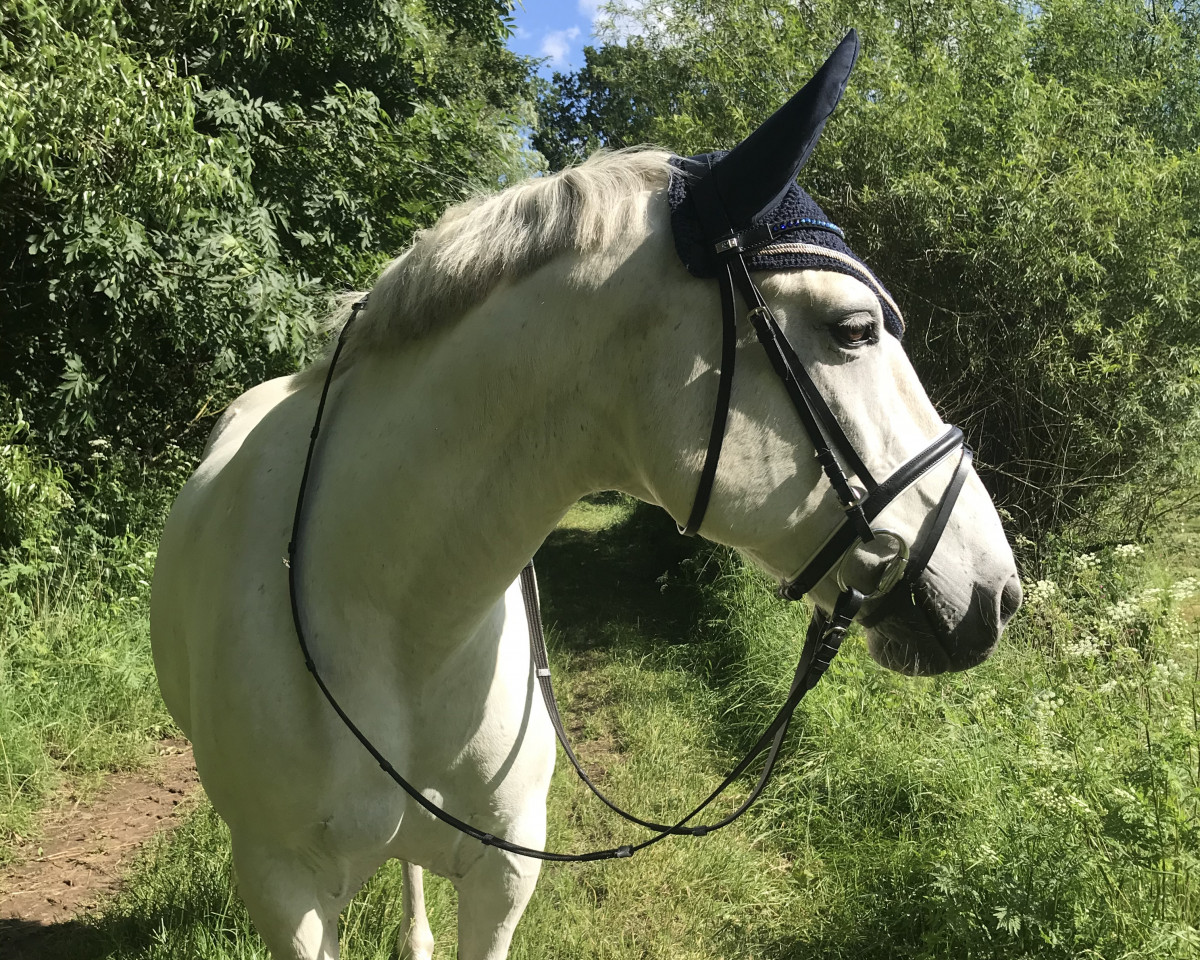 Pferd Joshi 16 (Deutsches Reitpony, 2000)