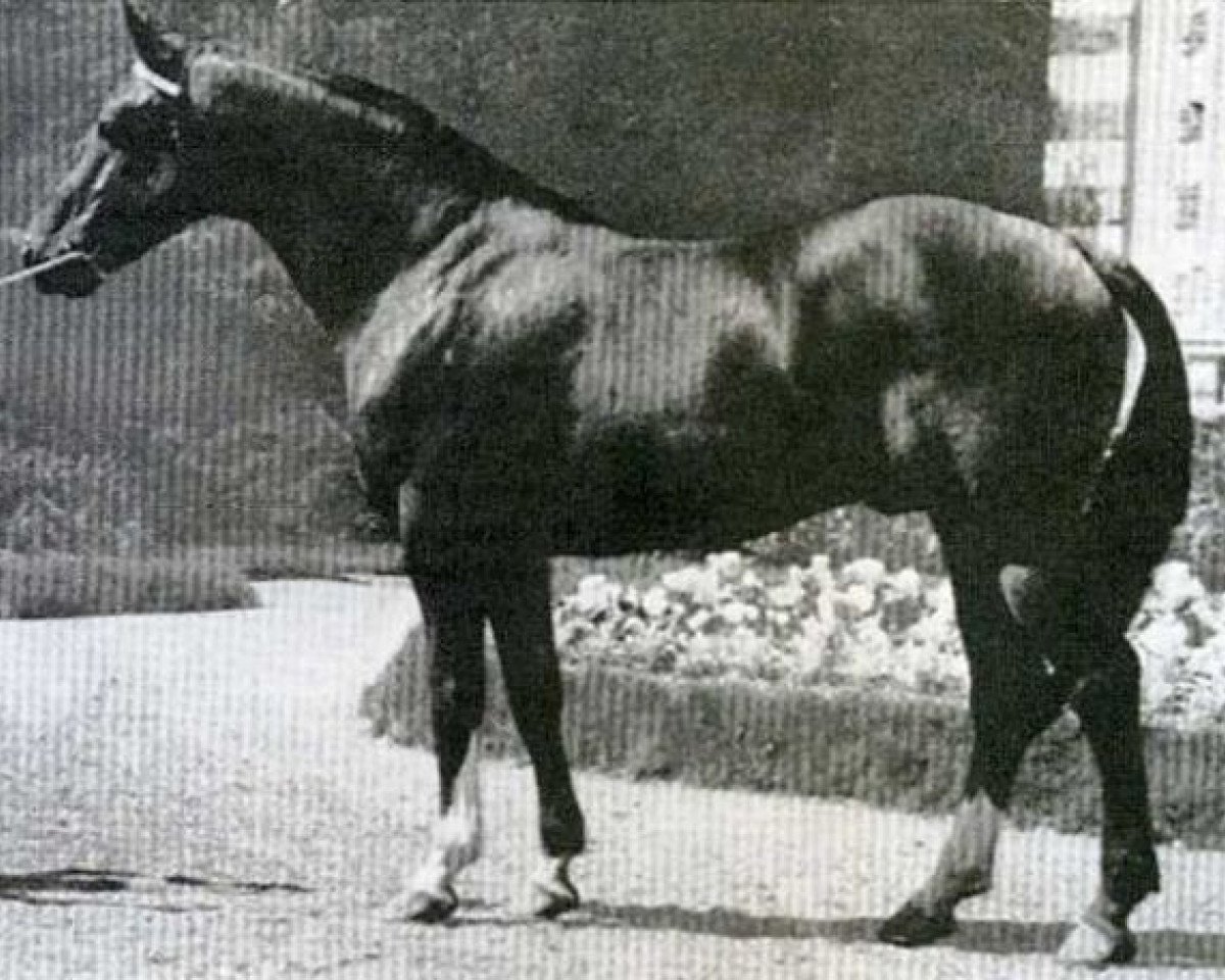 Deckhengst Tanael AN (Anglo-Normanne, 1963, von Ibrahim)