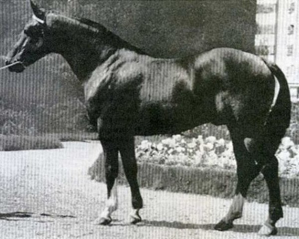 horse Tanael AN (Anglo-Norman, 1963, from Ibrahim AN)