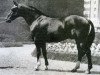 stallion Tanael AN (Anglo-Norman, 1963, from Ibrahim AN)