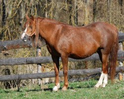 Zuchtstute Steijo's Femke (Welsh Pony (Sek.B), 1999, von Blethni Puck)