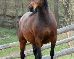 broodmare Frankenhoeh's Jade (Welsh-Pony (Section B), 2008, from Frankenhoeh's Prince Royal)