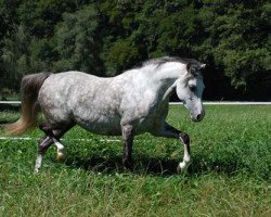 Zuchtstute Frankenhoeh's Fee (Welsh Pony (Sek.B), 2002, von Bonsay)