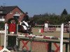 jumper Aldo 68 (KWPN (Royal Dutch Sporthorse), 2005)