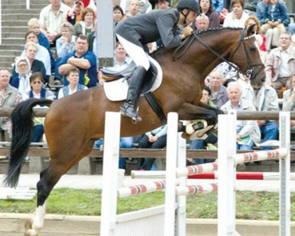stallion Catalani (Holsteiner, 1999, from Caretino)