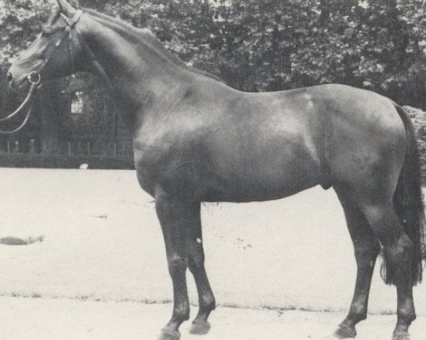 horse Rheinprinz (Rhinelander, 1980, from Romadour II)