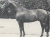 stallion Rheinprinz (Rhinelander, 1980, from Romadour II)