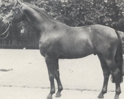 stallion Rheinprinz (Rhinelander, 1980, from Romadour II)