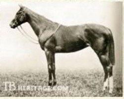 broodmare Lady Josephine xx (Thoroughbred, 1912, from Sundridge xx)