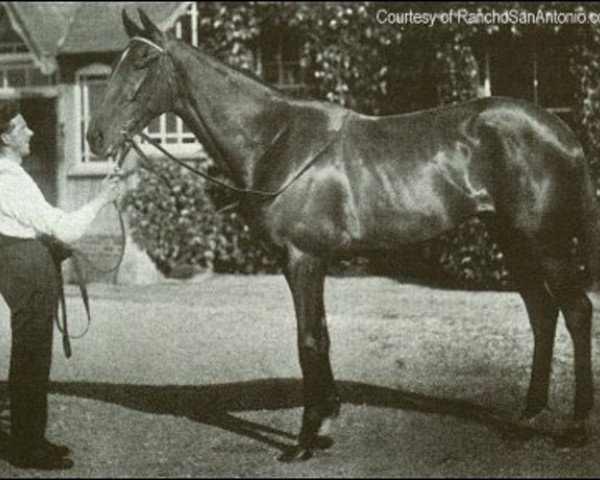 broodmare Lady Juror xx (Thoroughbred, 1919, from Son In Law xx)