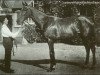 Pferd Lady Juror xx (Englisches Vollblut, 1919, von Son In Law xx)