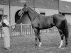 Pferd Fair Trial xx (Englisches Vollblut, 1932, von Fairway xx)