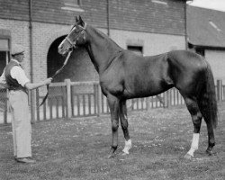 stallion Fair Trial xx (Thoroughbred, 1932, from Fairway xx)