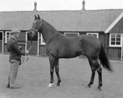 stallion Petition xx (Thoroughbred, 1944, from Fair Trial xx)