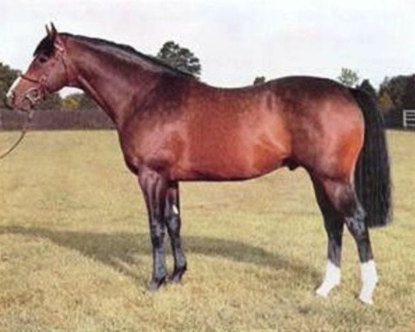 stallion Petingo xx (Thoroughbred, 1965, from Petition xx)