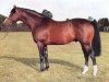 stallion Petingo xx (Thoroughbred, 1965, from Petition xx)