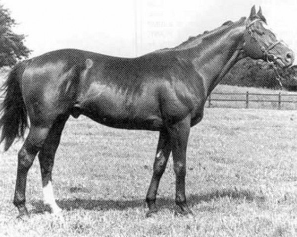 stallion Diligo xx (Thoroughbred, 1974, from Petingo xx)